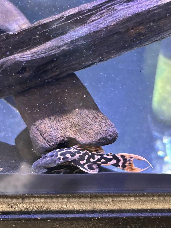 L273 Titanic Plecos