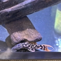 L273 Titanic Plecos