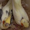 Cockatiels