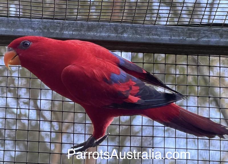 Stunning Pure Moluccan Red Lorys for Sale