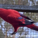 Stunning Pure Moluccan Red Lorys for Sale