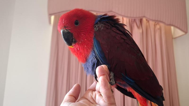 Female eclectus hand raised