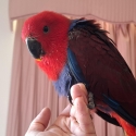 Female eclectus hand raised