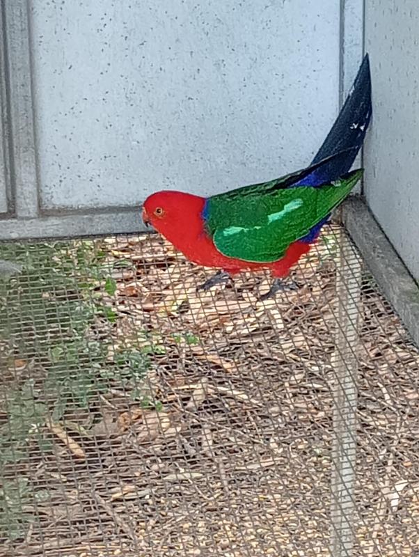 Breeding pair of King Parrots
