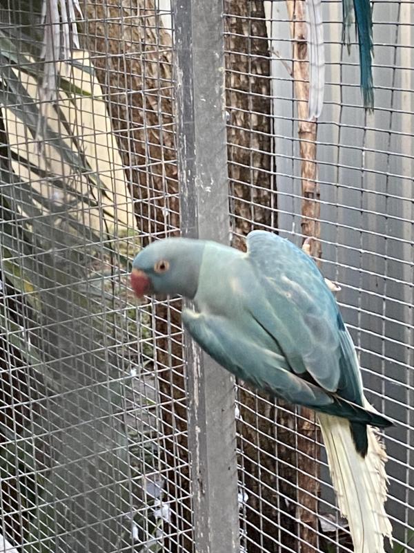 Opaline cleartails and others