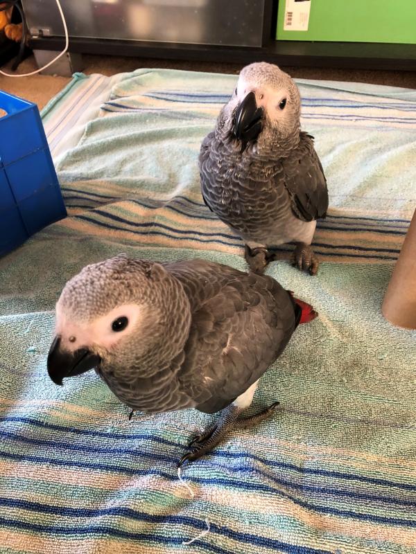Hand raised African Greys