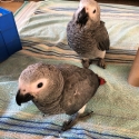 Hand raised African Greys