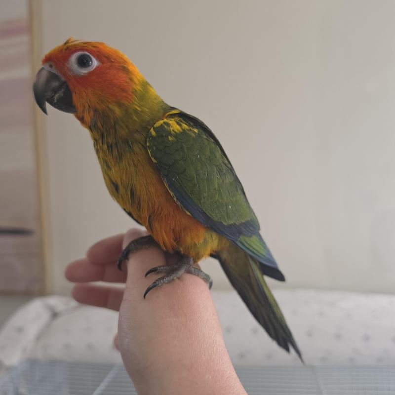Baby sunconures