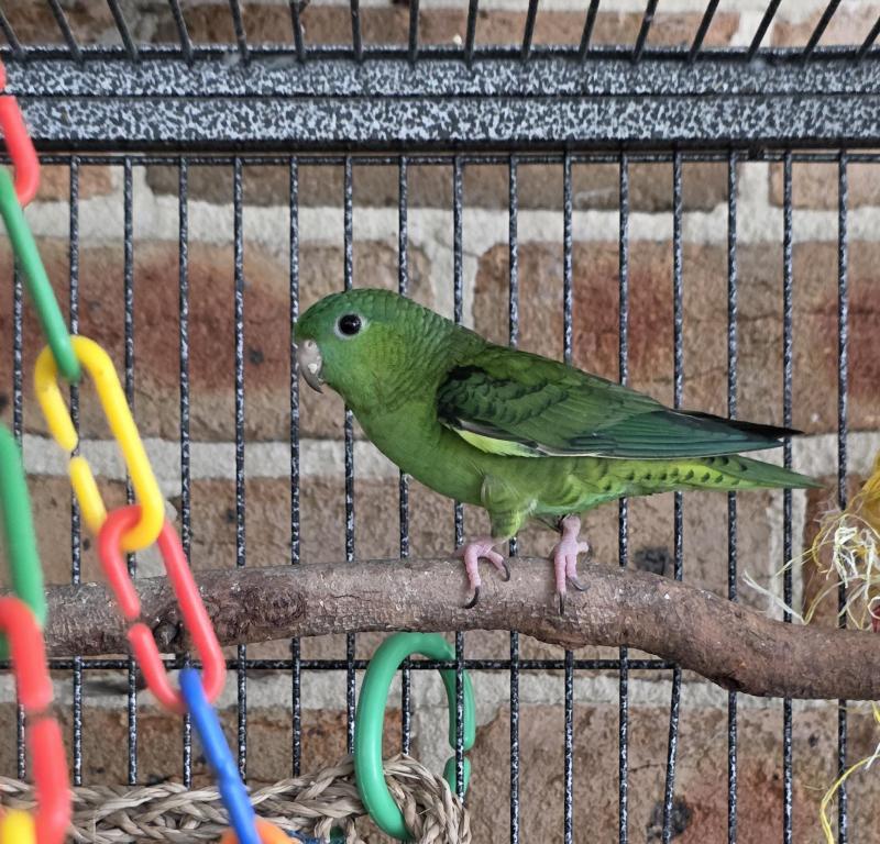 Proven lineolated parrots