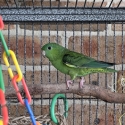 Proven lineolated parrots