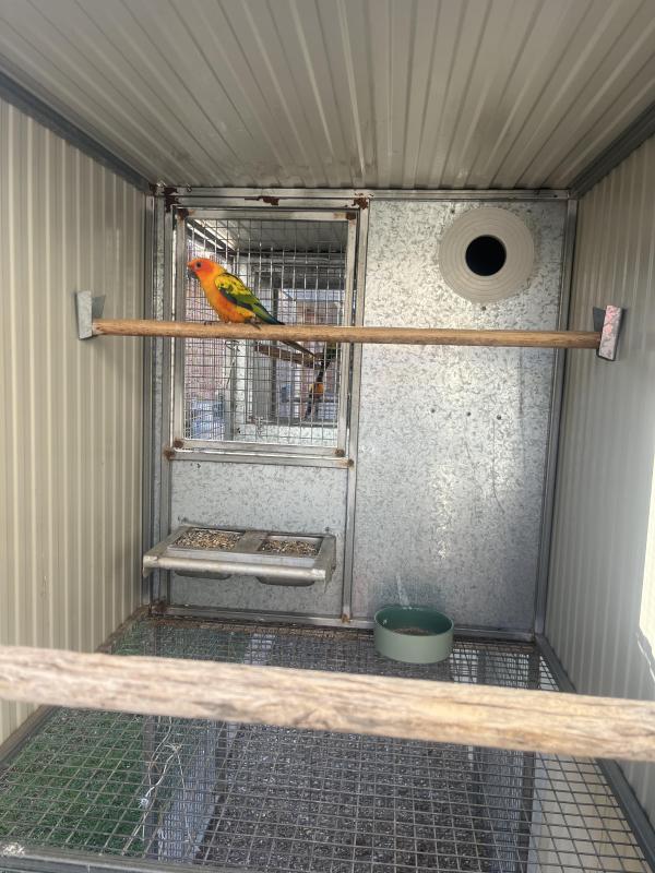 Sun conure