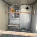Sun conure