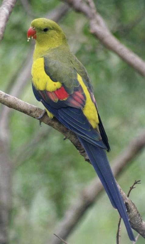 Regent Parrot