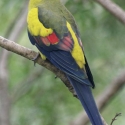 Regent Parrot