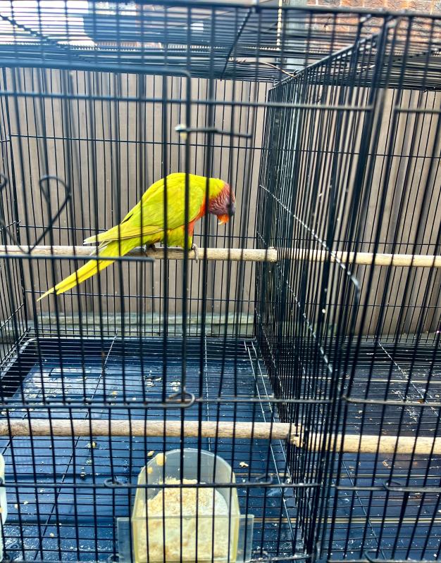SF dilute lorikeet