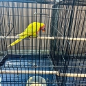 SF dilute lorikeet