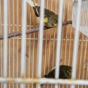 Canaries  20 for $200