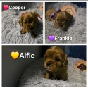 Cavalier King Charles Boys- Rightpaw verified