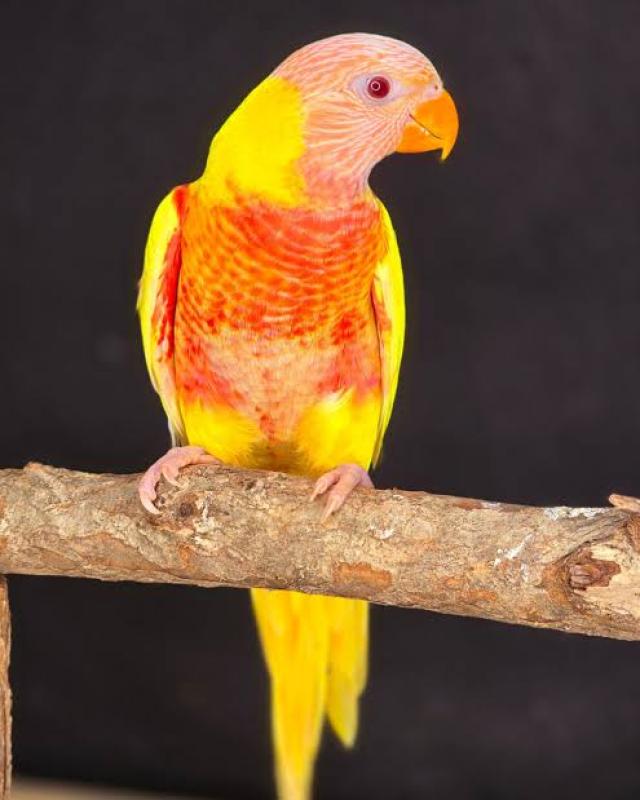 WTB Lutino Rainbow Lorikeets