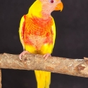 WTB Lutino Rainbow Lorikeets