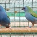Tricolour parrot finches