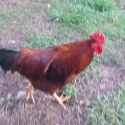 Roosters looking new house