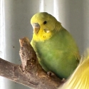Budgies