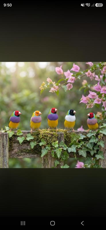 Finches