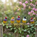 Finches