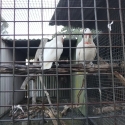Long billed corellas
