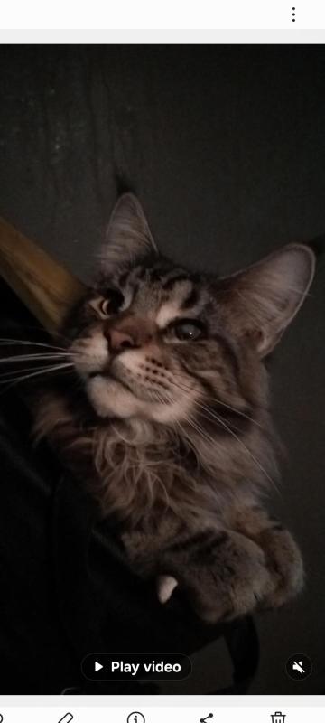 MAINE COON BOY 7 months old