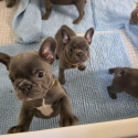 Pedigree French bulldog puppies ready now