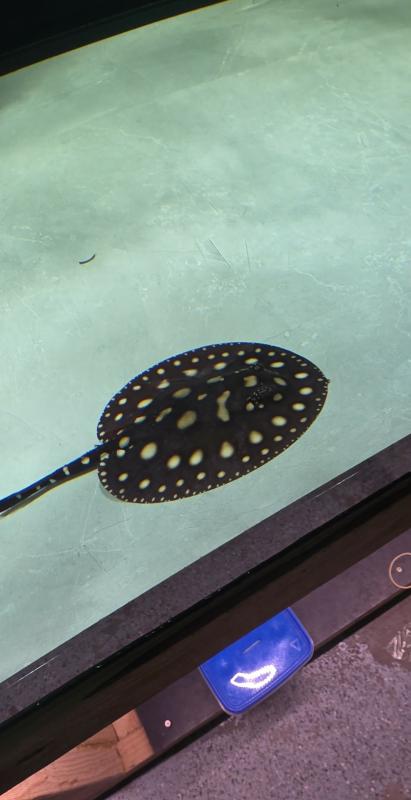 Bd hybrid ray