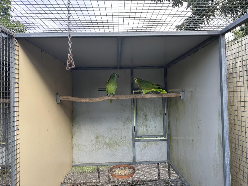 Blue Fronted Amazon Pairs X 2