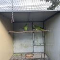 Blue Fronted Amazon Pairs X 2