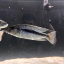 African cichlids for sale