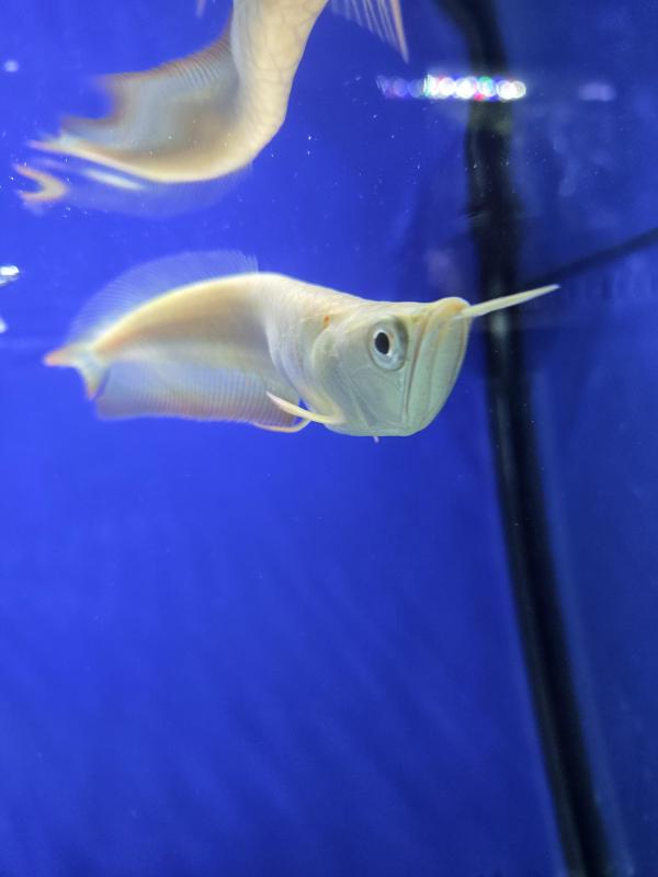 ALBINO SILVER AROWANA