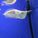 ALBINO SILVER AROWANA