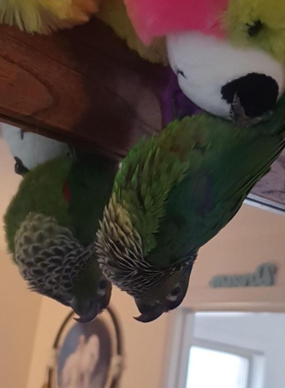 WANTED - Black Capped Conure
