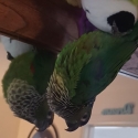 WANTED - Black Capped Conure