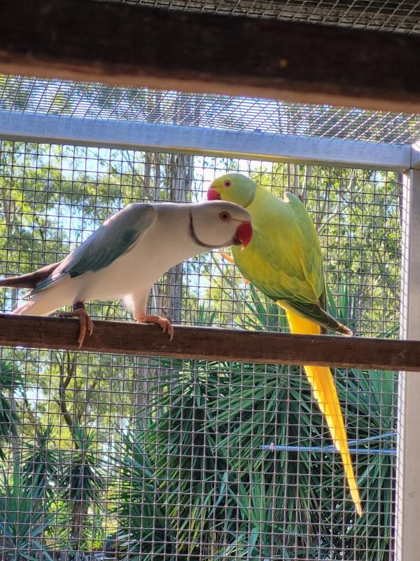 Pair of Indian Ringnecks