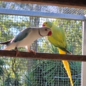 Pair of Indian Ringnecks