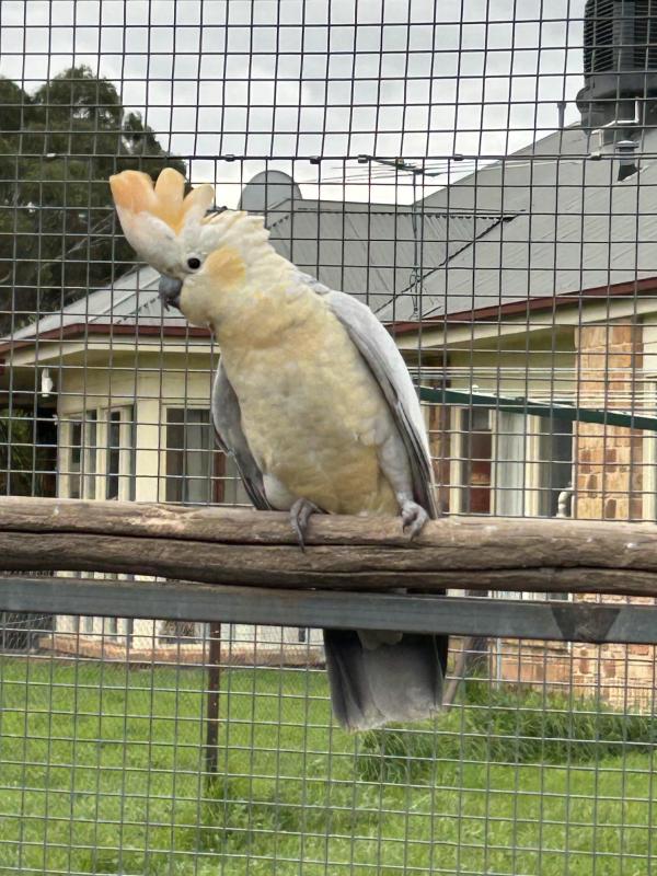 Galah x cockatoo