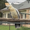 Galah x cockatoo