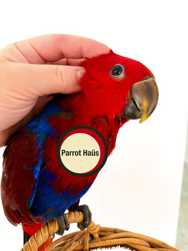 Hand Raised ECLECTUS For Sale
