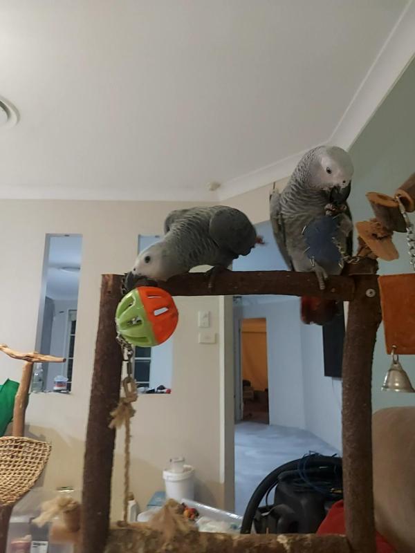 African Greys