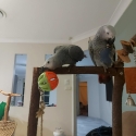 African Greys