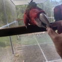 Macaw Breeders sellout, Greenwing and Blue and Gold pairs and young.