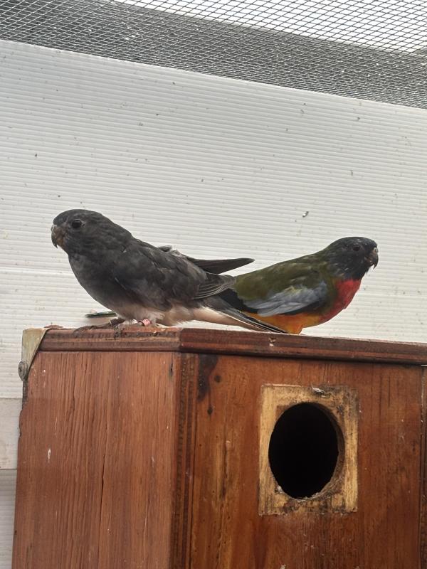 Scarlet parrot pair
