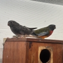 Scarlet parrot pair